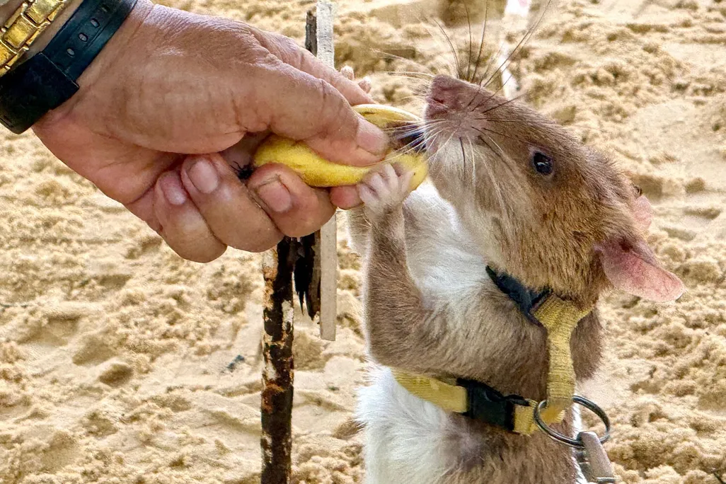 bomb rat