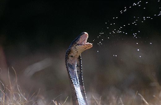 Spitting cobras, snakes in the genus Naja