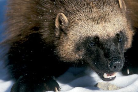Considered a mere scavenger that robbed traps and ransacked cabins, the wolverine has recently earned respect and scientific attention.