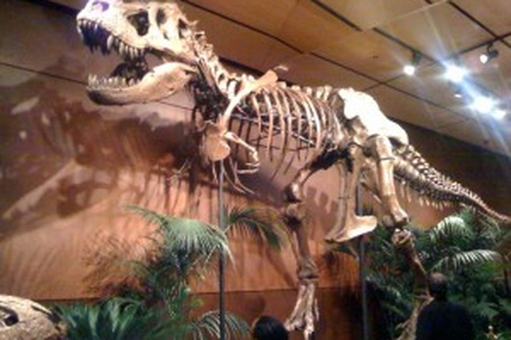 20110520083159Sampson-Tyrannosaurus-300x225.jpg