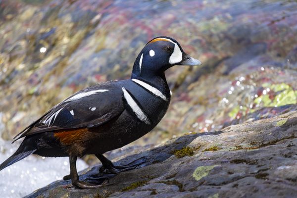 A Male Harlequin Duck Emerges from a River thumbnail
