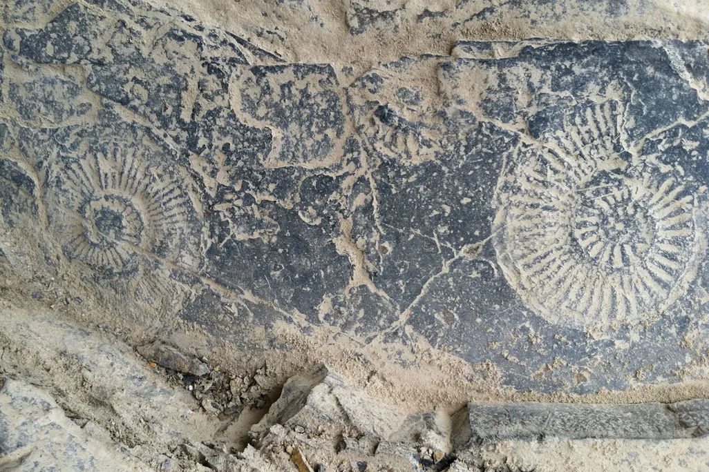 PTExtinctionAmmonites