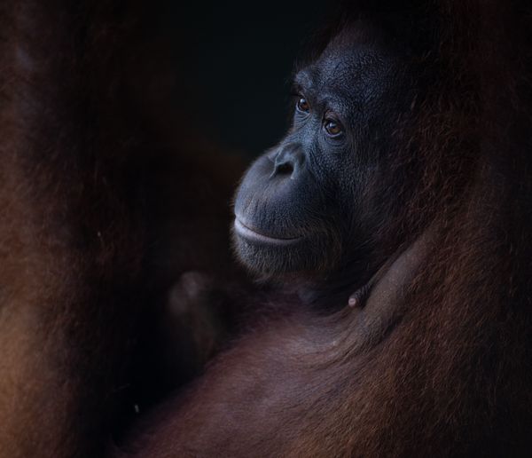 A Mother's Worry thumbnail