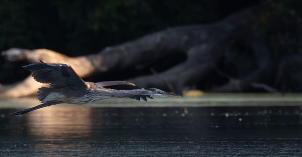 Great Blue Heron thumbnail