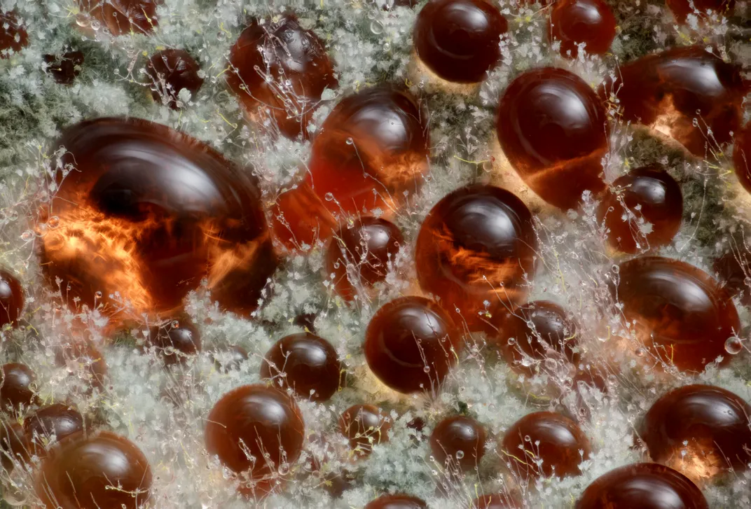 red balls surrounded by pale fluff
