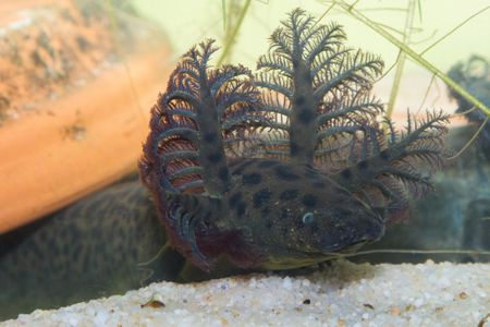 The reticulated siren.