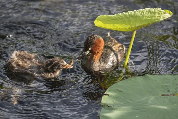 Play in water thumbnail