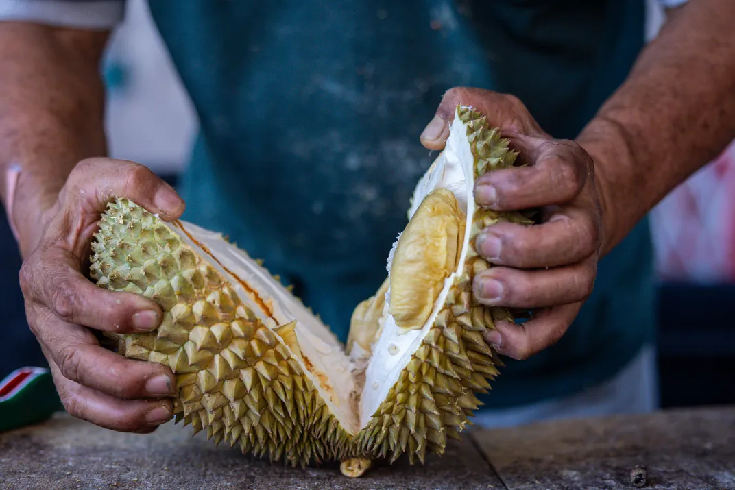 a person splits a durian fruit in half with their hands