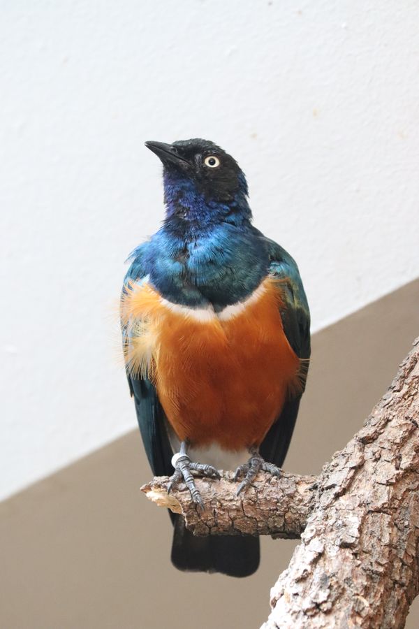 Bird at the Zoo thumbnail