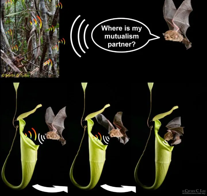 bat and pitcher plant