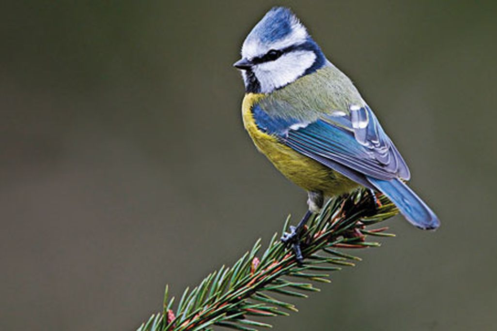 Wild-Things-blue-tit-songbird-631.jpg