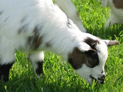 Goats eating grass