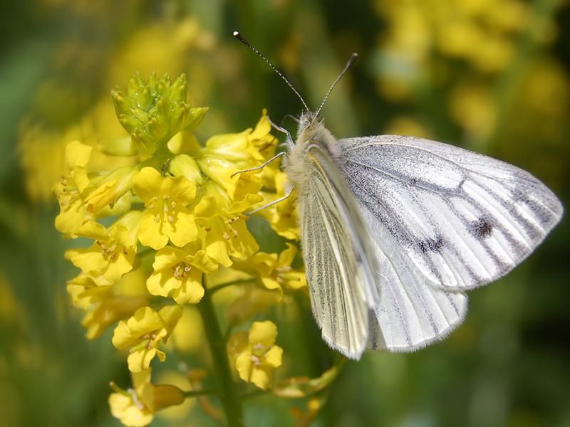 Butterfly on Mustard Plant