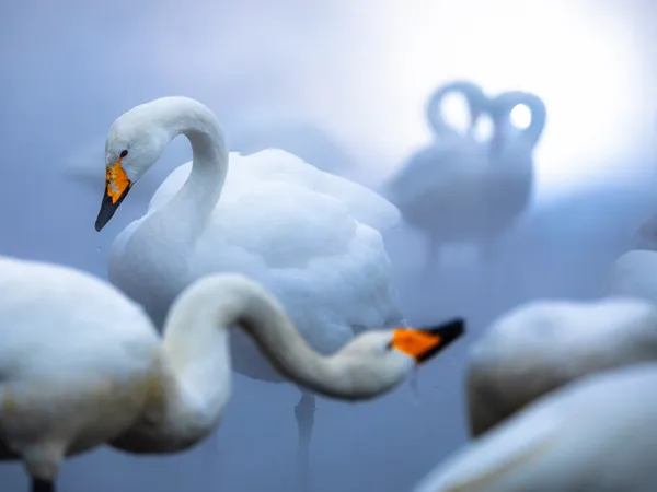 Enchanting Swans thumbnail