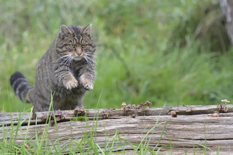 A wildcat pouncing