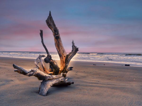 Driftwood at Boneyard Beach , Bulls Island, SC thumbnail