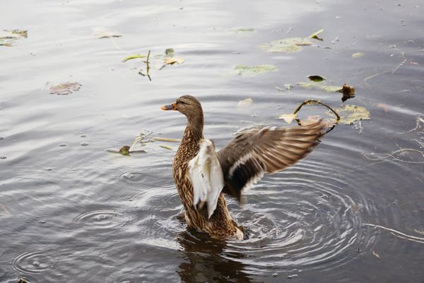 I think I can fly thumbnail