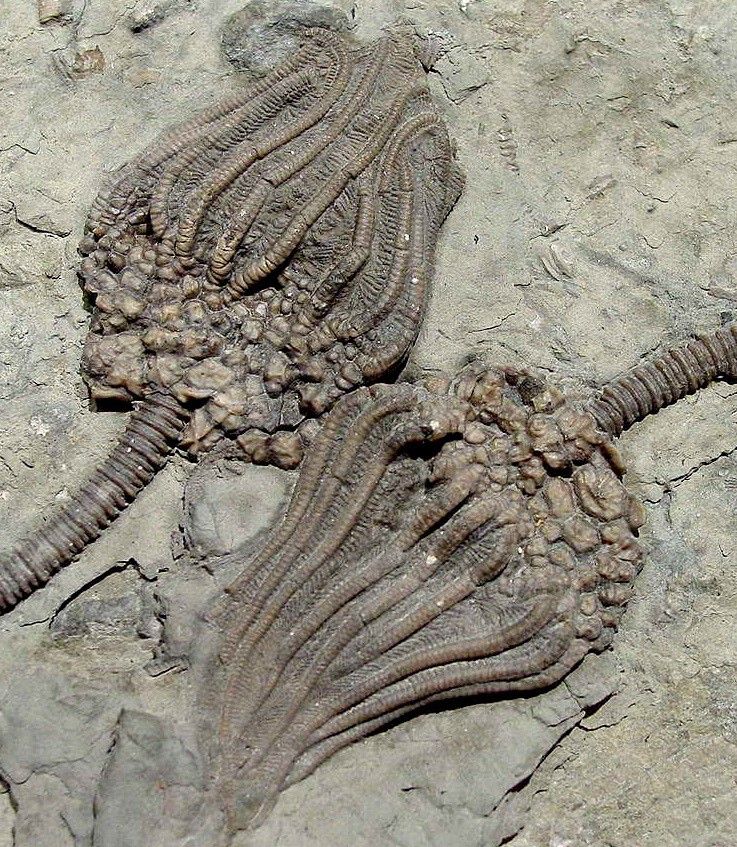 Fossil crinoids side by side in rock. 