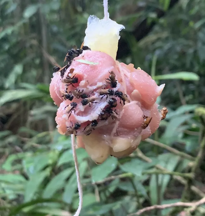 An image of a ball of diced chicken hanging by a thread. The chicken is covered in vulture bees, eating away at the dangling meat.