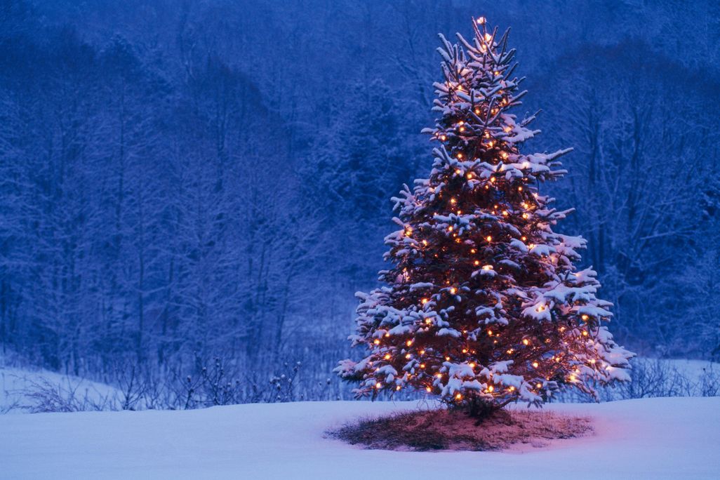 christmas tree