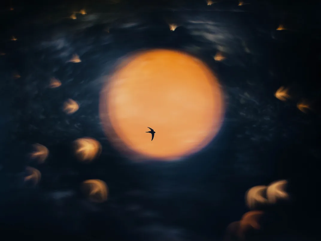 appearing like a soft watercolor image, an orange sun has a bird silhouette in front of it, with light clouds and bird-shaped orange bright spots around it