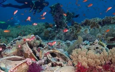 The world’s reefs are fading fast.