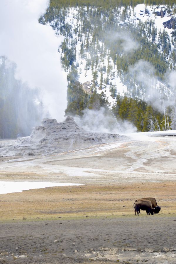 Bison at Castle Geyser thumbnail