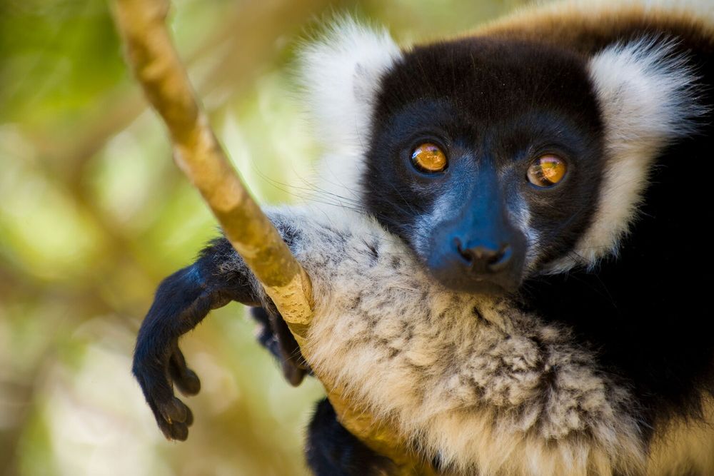 a black lemur with white tufts on the sides of its head and orange eyes reclines forward on a branch