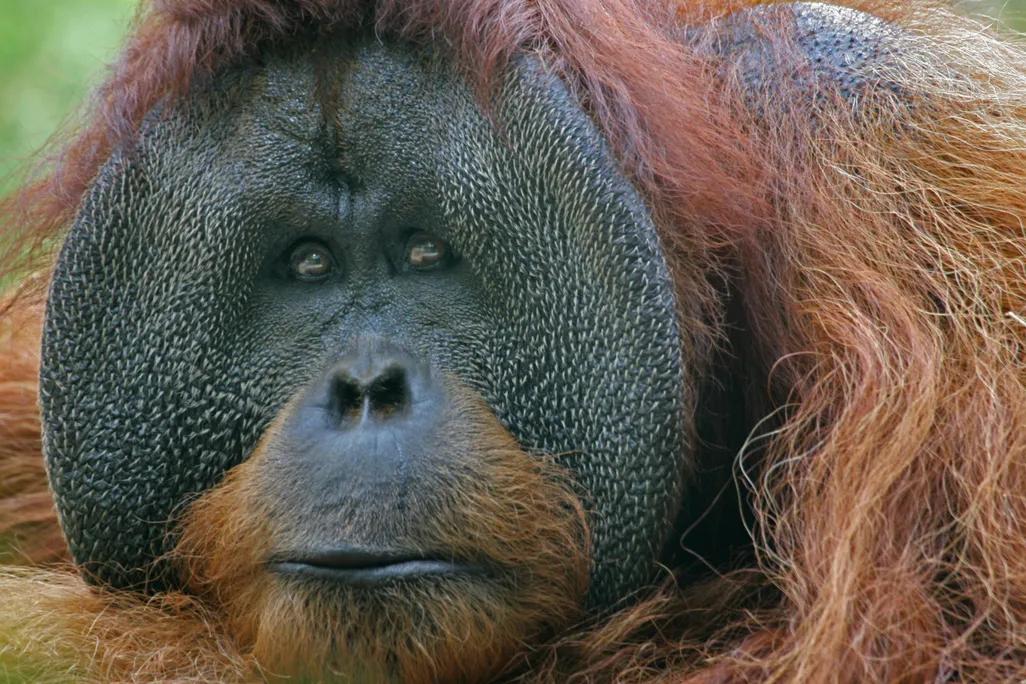 Orangutan