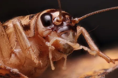 In laboratory experiments, house crickets groomed an antenna that had been touched by a hot soldering iron.
