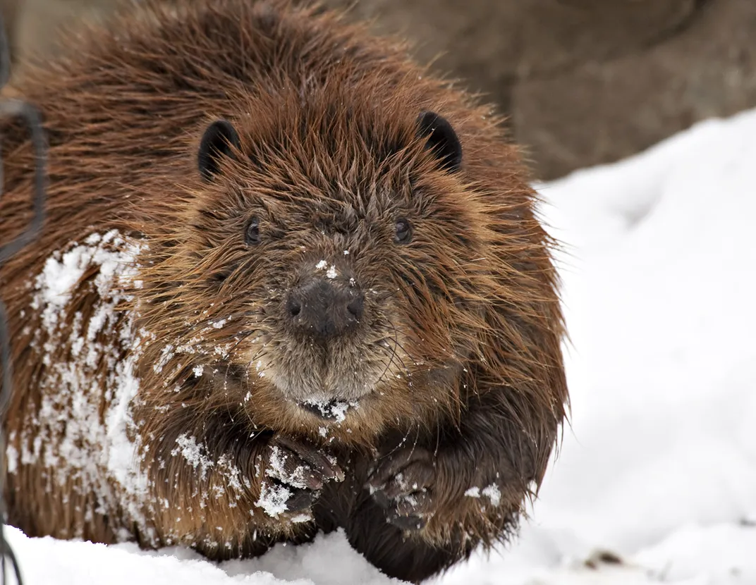 9 Fascinating Facts About North America’s Master Builder, the Beaver ...