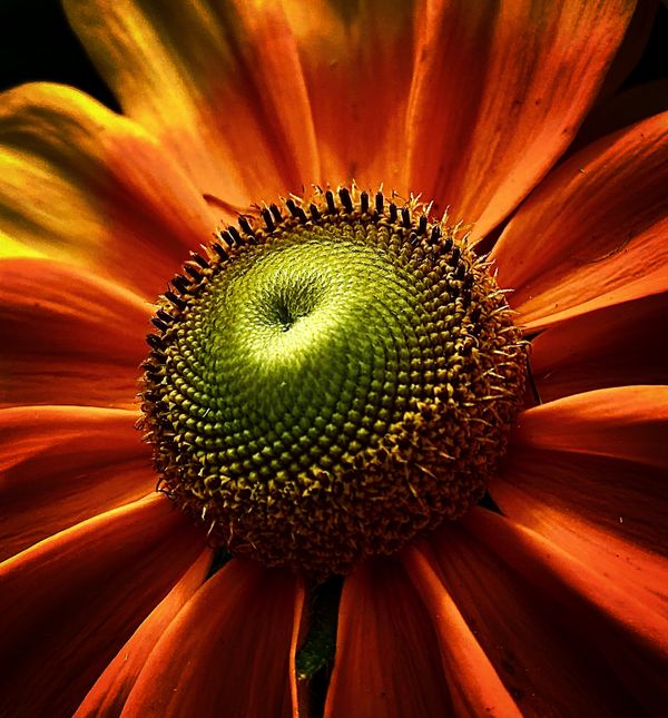 Floral Sunburst thumbnail