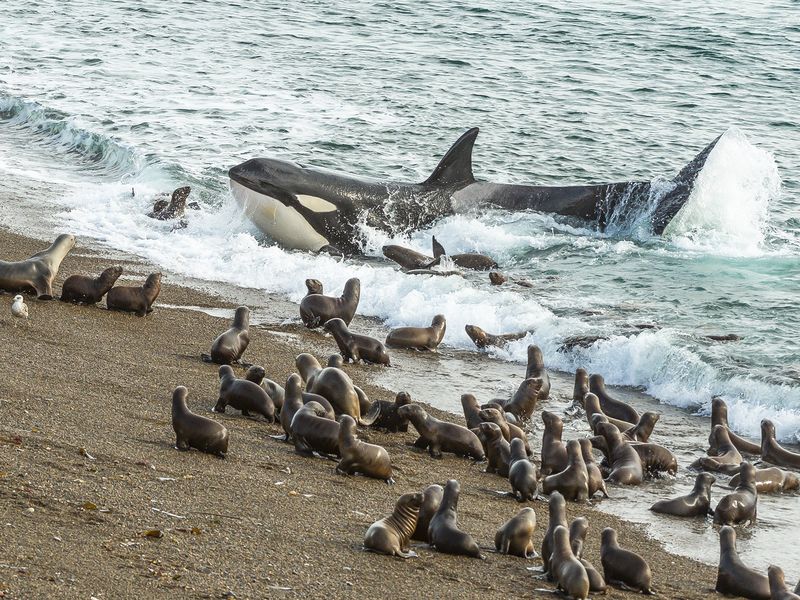 Killer Whale Beach Attack | Smithsonian Photo Contest | Smithsonian