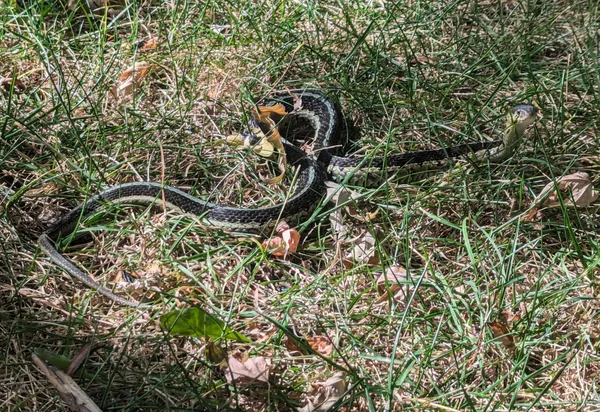 Strumpfbandnatter thumbnail