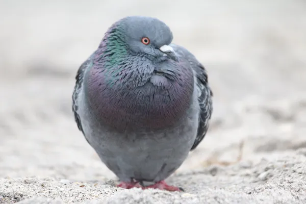 Fat Pigeon thumbnail
