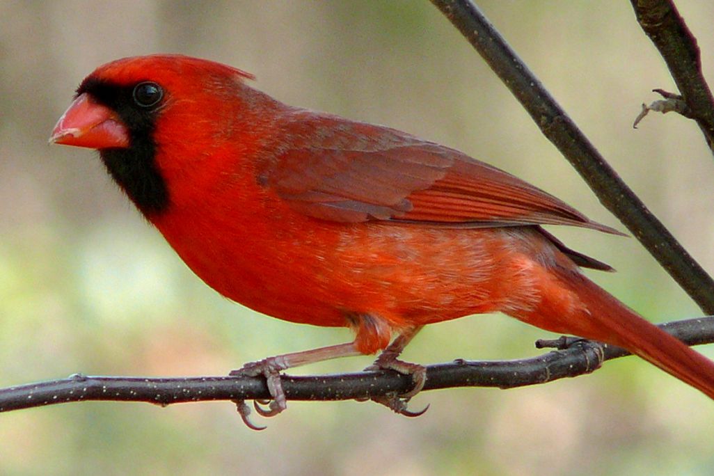 Cardinal