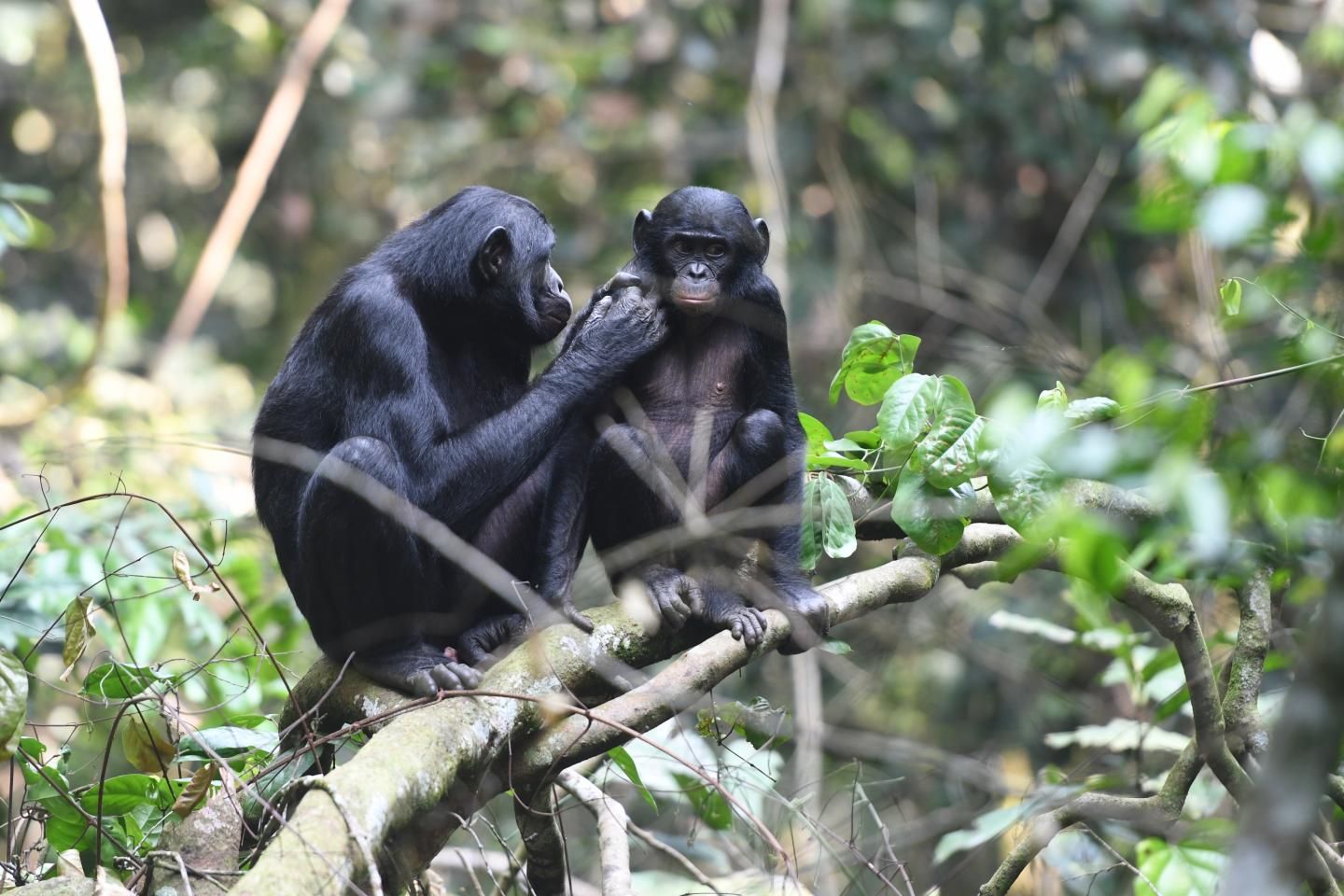 Bonobo Mothers Interfere in Their Sons' Monkey Business | Smart News|  Smithsonian Magazine