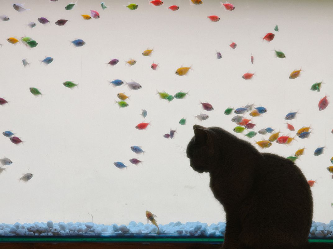 A kitten observes dozens of small fish