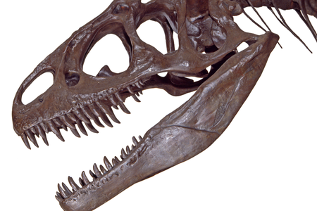 Allosaurus