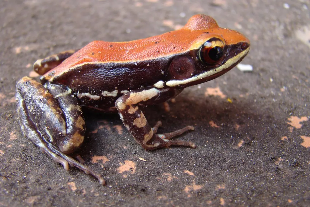 frog slime