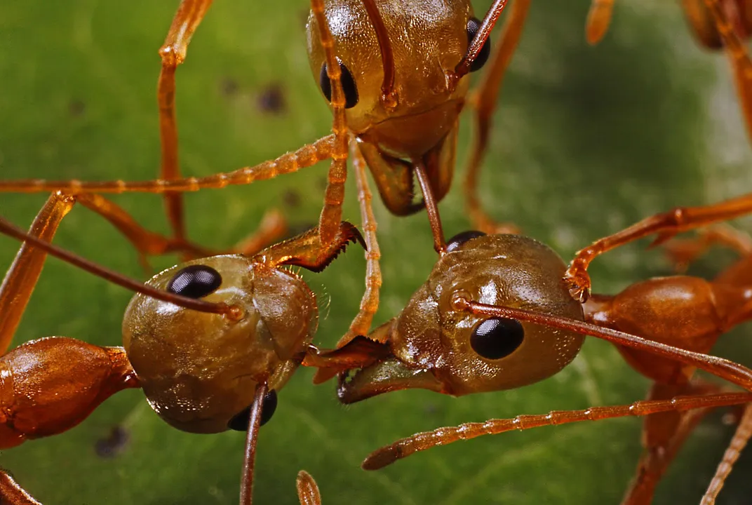 When It Comes to Waging War, Ants and Humans Have a Lot in Common |  Science| Smithsonian Magazine