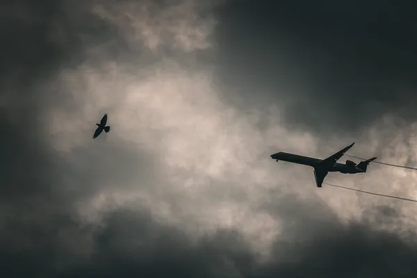 Airplane Chasing Bird thumbnail