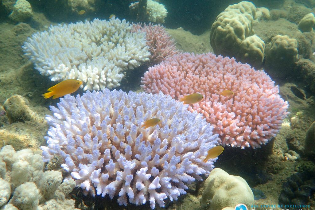 Bleached Corals