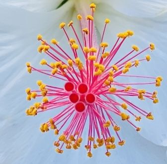 A closeup view of a hibiscus flower stem thumbnail