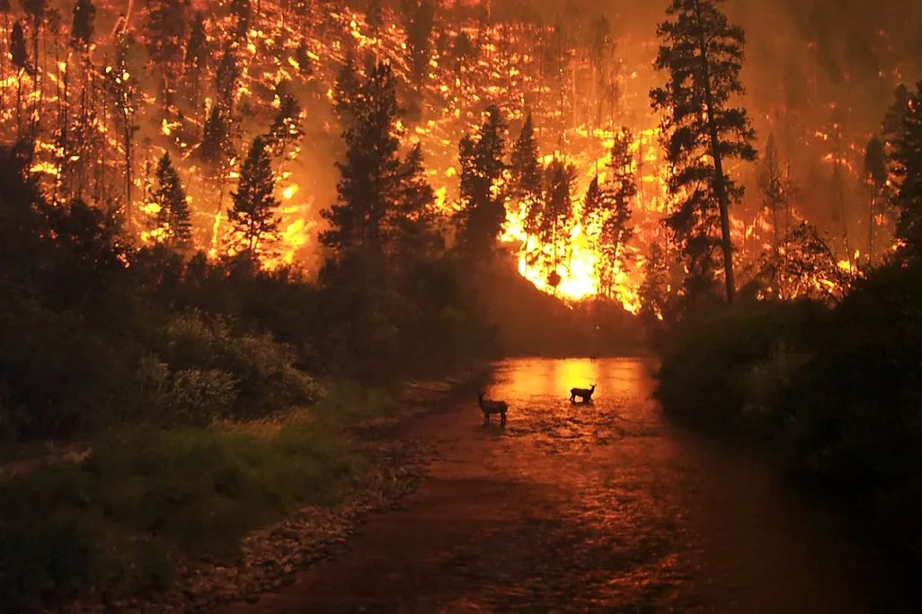 Wild Fire