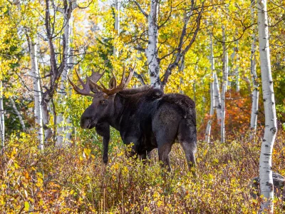 A moose moves through the forest.