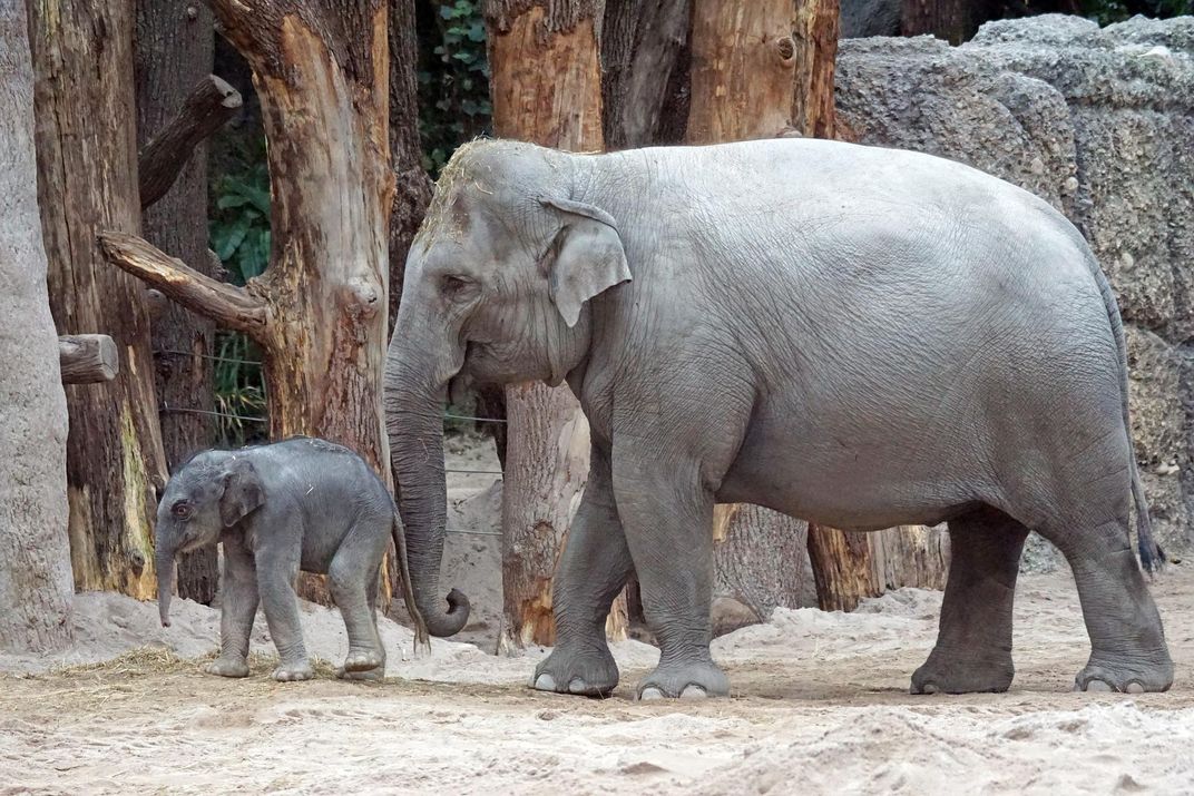 Asian elephants