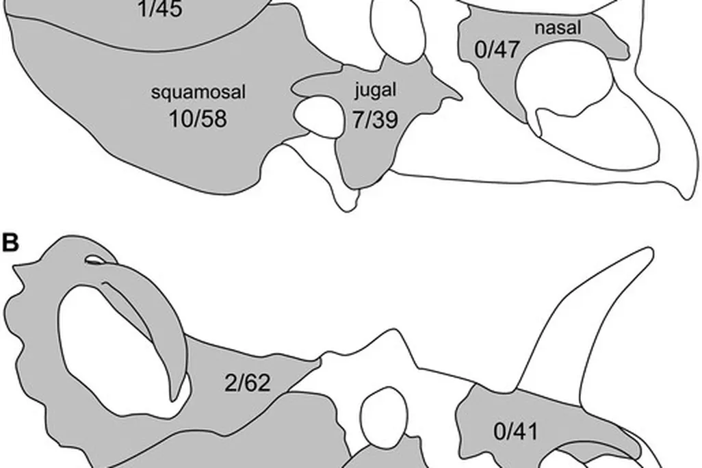 20110520083117dinoskulls.jpg