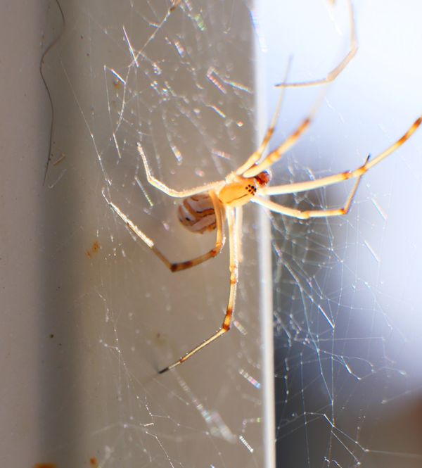 Widow Spider Waiting in Their Web thumbnail