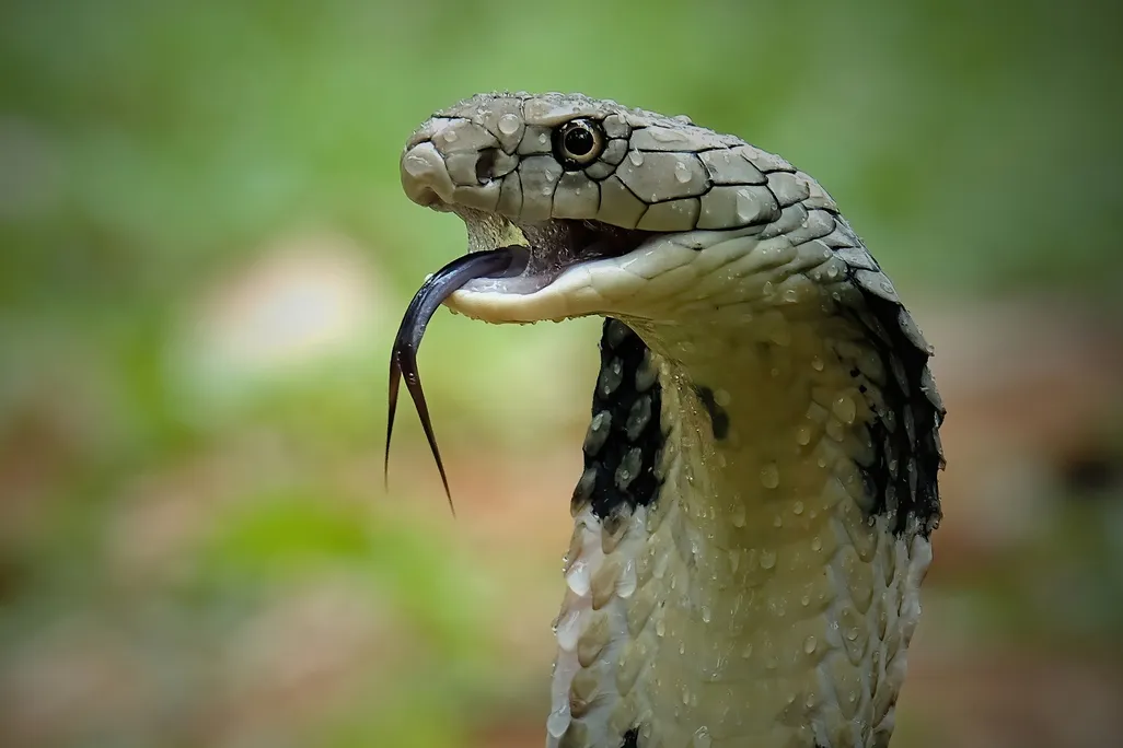 Cobra